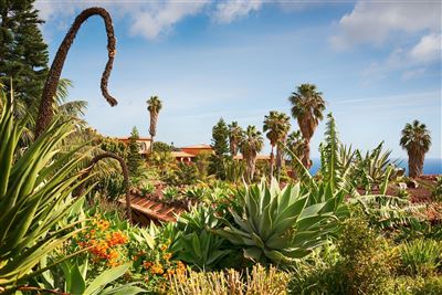  Portugal Madeira Canico Garden